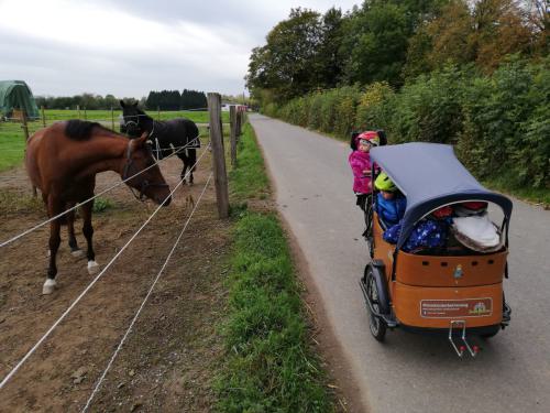 Besuch bei den Pferden