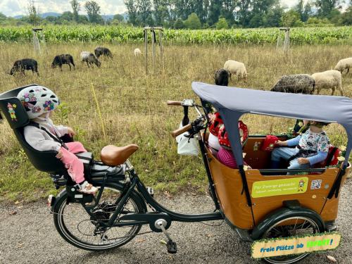 Ausflug zu den Schafen 